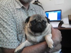 Adopt Pug