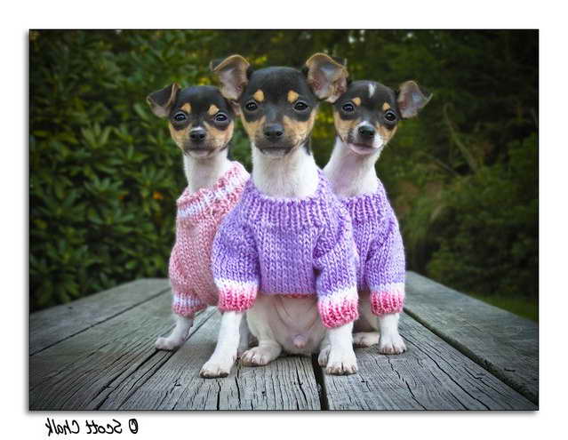 Adopt Rat Terrier