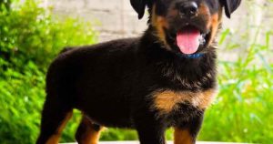 Adopt Rottweiler Puppies