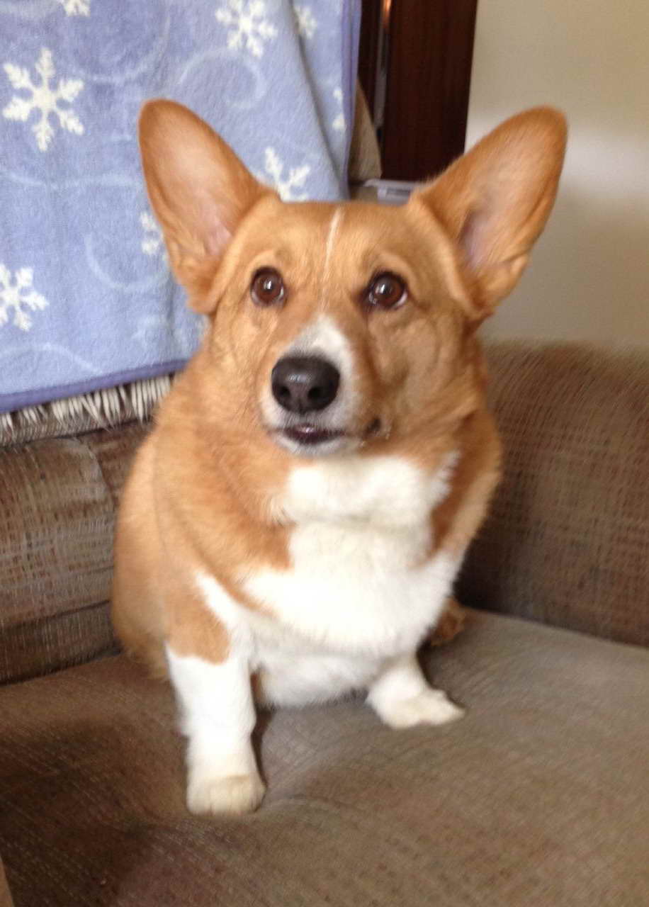 Adopt Welsh Corgi