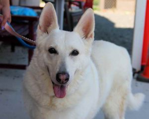 Adopt White German Shepherd