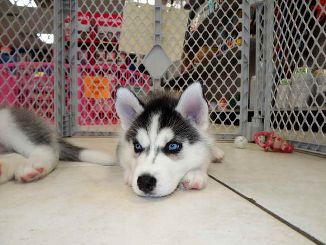 Adoptable Husky Puppies