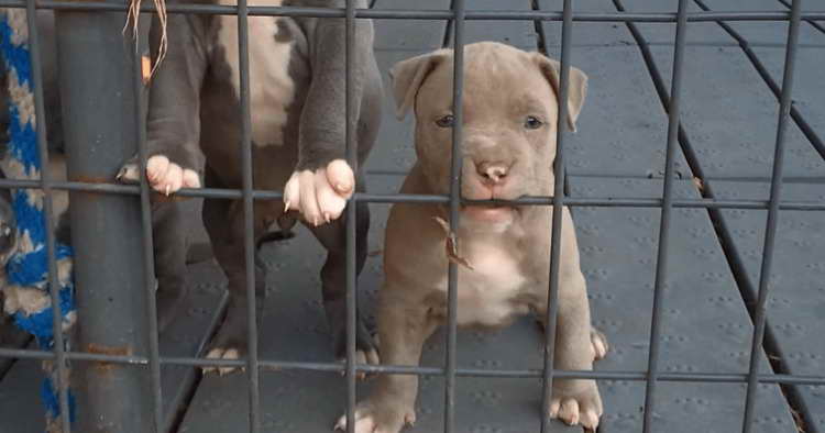 Adoptable Pit Bull Puppies