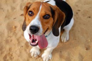 Adopting A Beagle