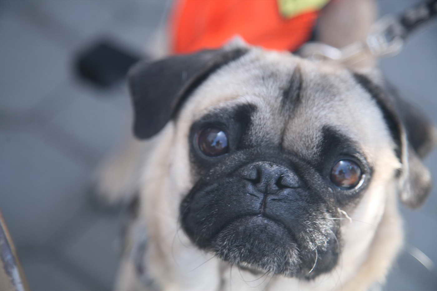 Adopting Pug