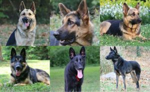 Adoption German Shepherd Dogs