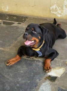 Adoption Rottweiler