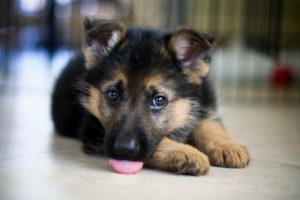 Adorable German Shepherd Puppy