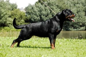 Adrk Rottweiler Breeders