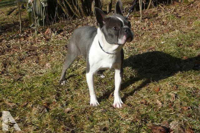 Adult Boston Terrier For Sale