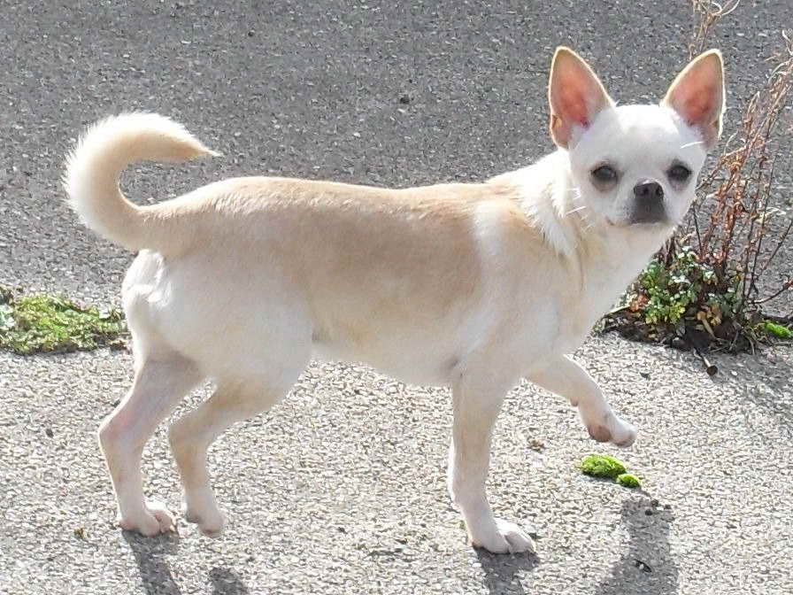 Adult Chihuahua For Sale