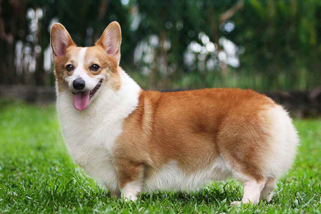 Adult Corgi For Sale