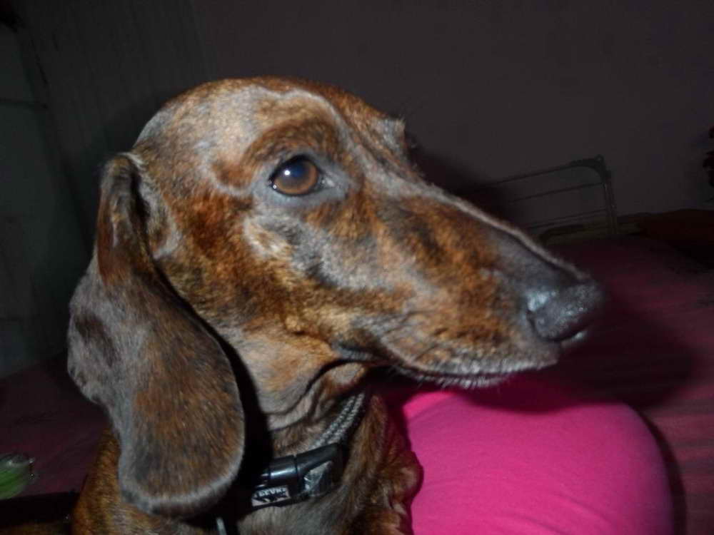 Adult Dachshund For Sale