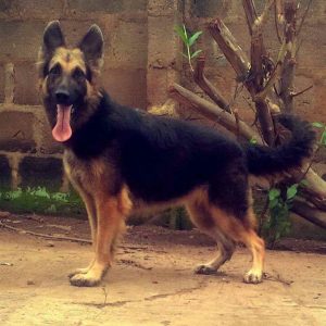 Adult Female German Shepherd For Sale