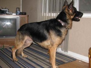 Adult German Shepherd