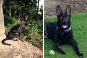 Adult German Shepherd For Sale