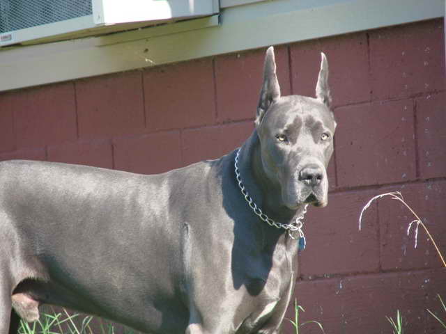 Adult Great Dane For Sale