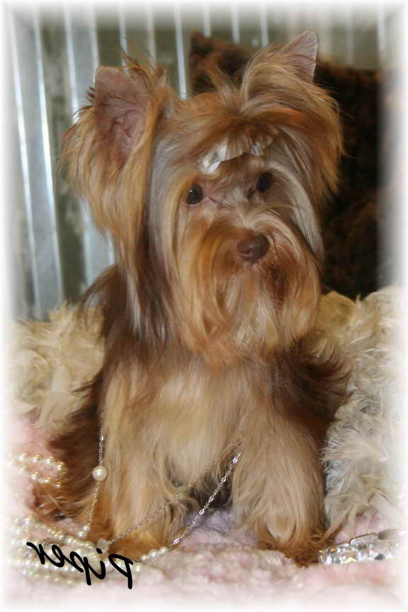 Adult Yorkshire Terrier For Sale