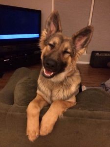 Affordable German Shepherd Puppies