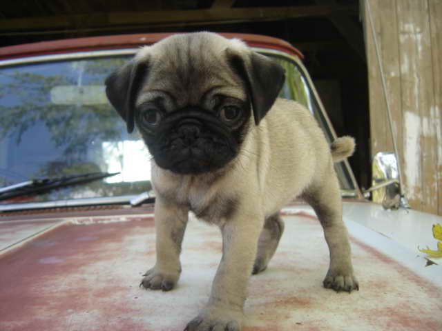 Affordable Pug Puppies For Sale