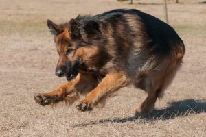 Aggressive German Shepherd