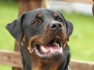 Aggressive Rottweiler