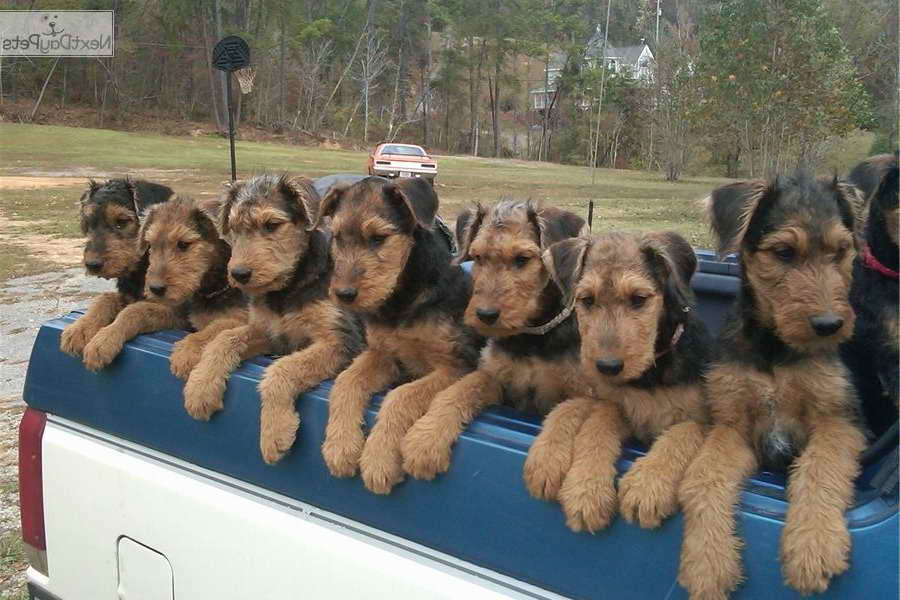 Airedale Terrier Alabama