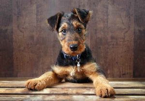 Airedale Terrier Colorado