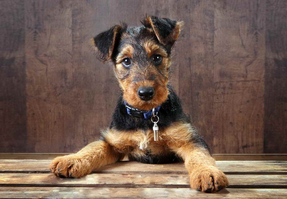 Airedale Terrier For Adoption