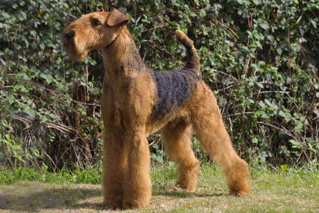 Airedale Terrier For Sale In California