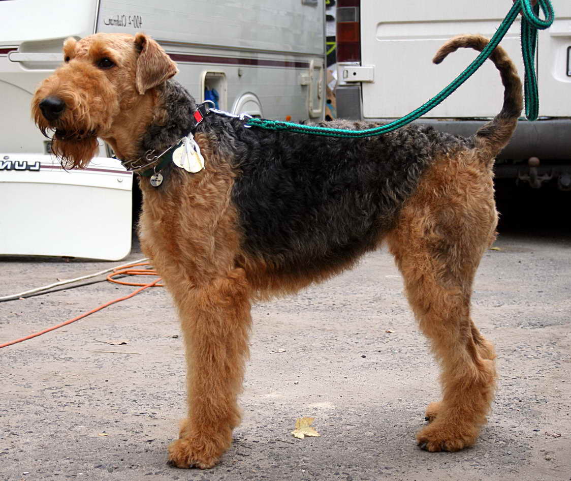 Airedale Terrier Life Span