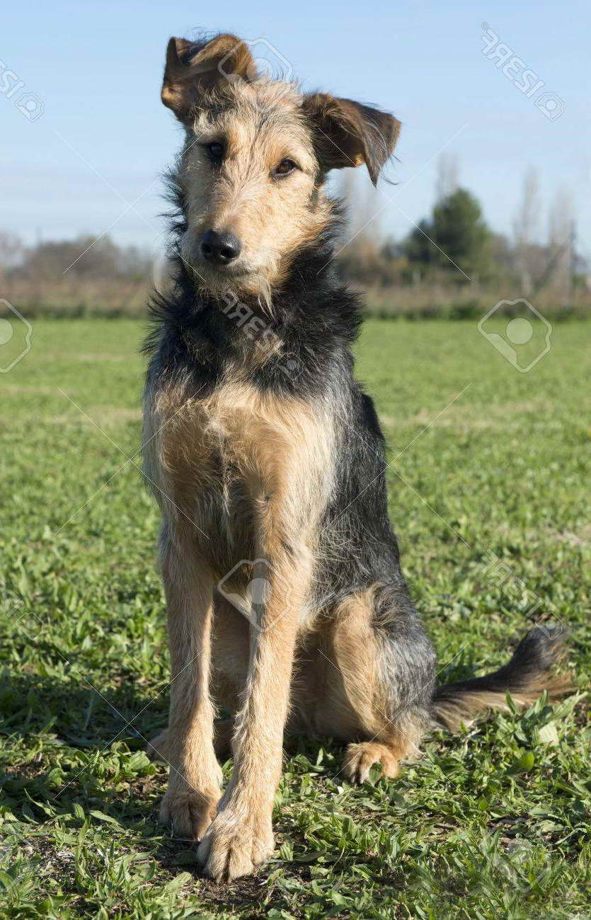 airedale mix puppies