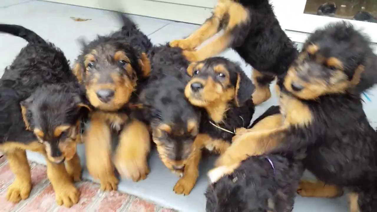 Airedale Terrier Puppies Cost
