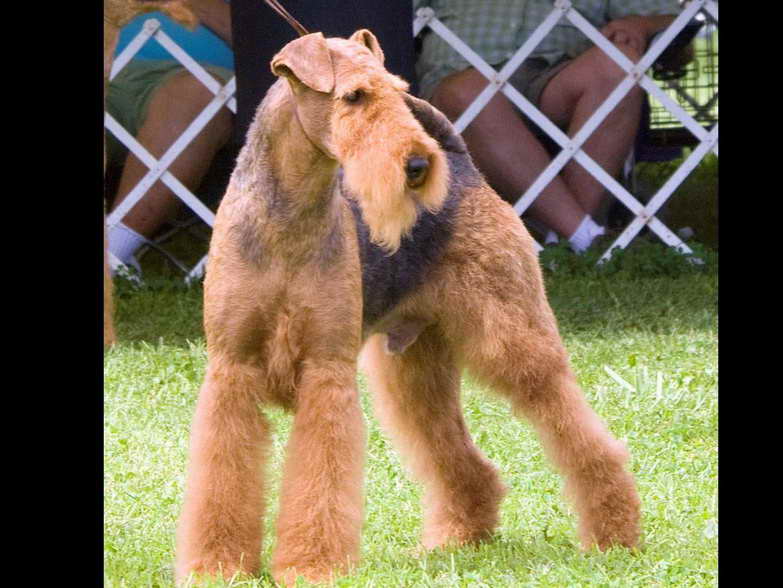 Airedale Terrier Puppies For Sale Ohio