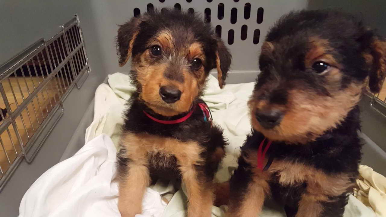 Airedale Terrier Puppies For Sale