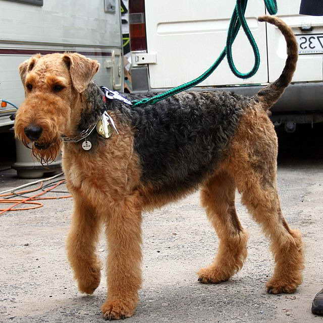 Airedale Terrier Puppies Ohio PETSIDI
