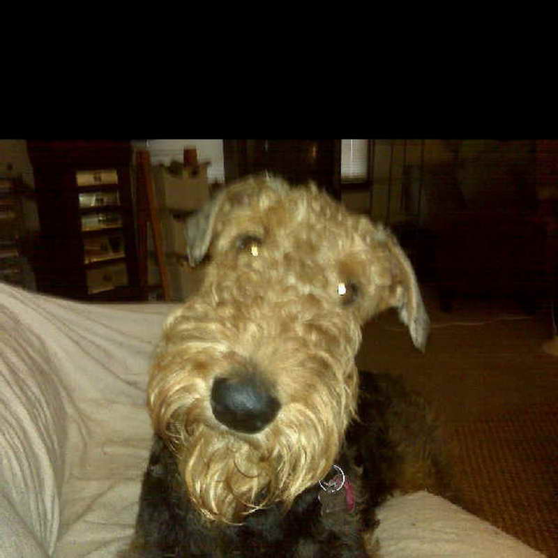 Airedale Terrier Rescue And Adoption