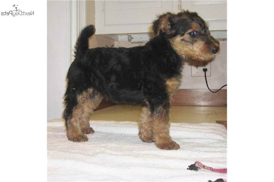 Airedale Terrier Rescue Pa