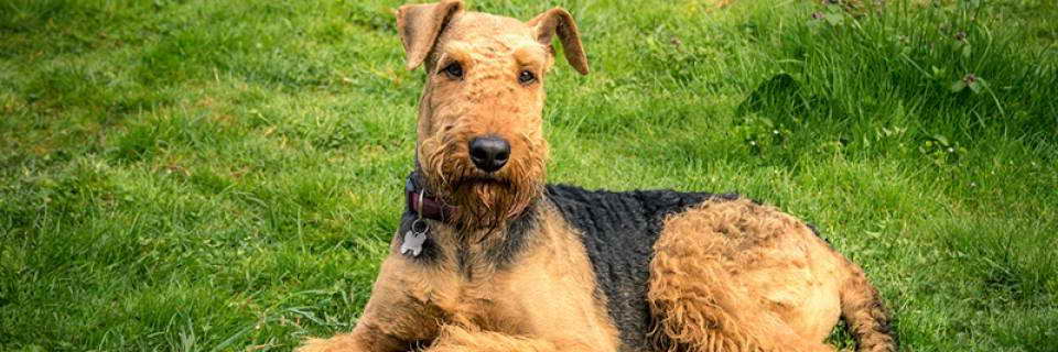 Airedale Terrier Rescue Texas