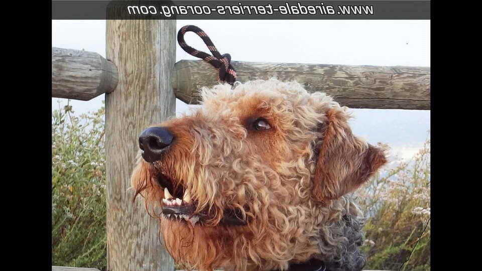 Airedale Terrier San Diego
