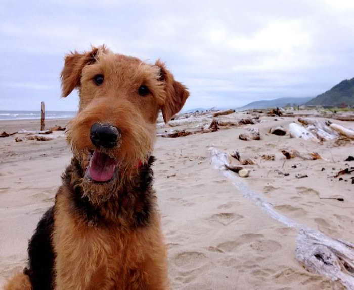 Airedale Terrier Seattle