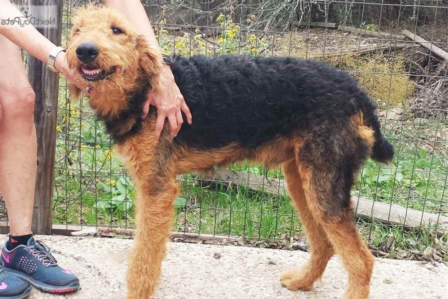 Airedale Terrier Texas