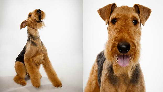 Airedale Terrier Weight