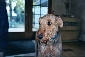 Airedale Terrier Wisconsin