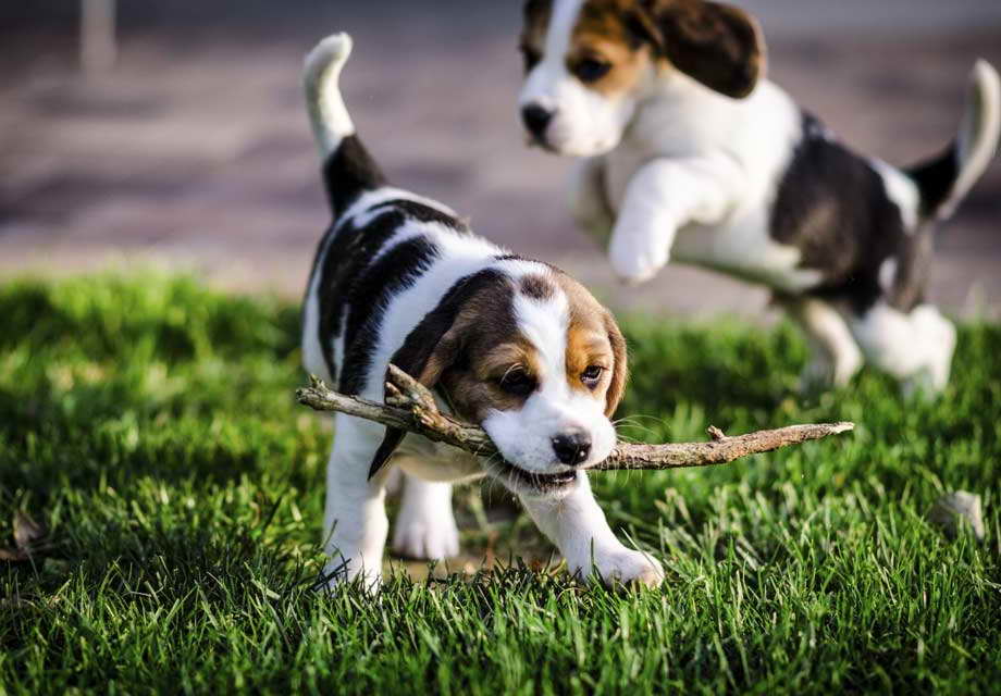 Akc Beagle Puppies For Sale