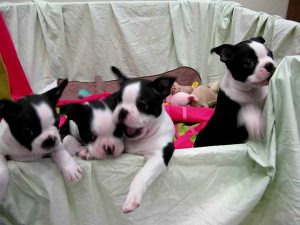 Akc Boston Terrier Puppies For Sale
