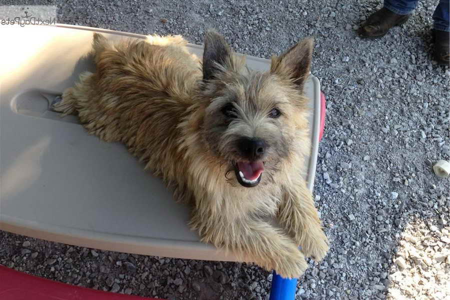 Akc Cairn Terrier Puppies For Sale
