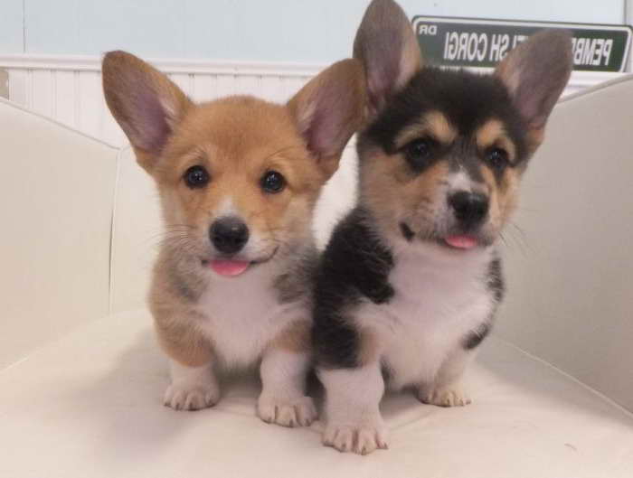 Akc Corgi Puppies