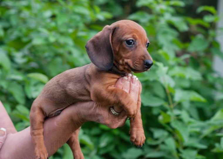 Akc Dachshund Puppies