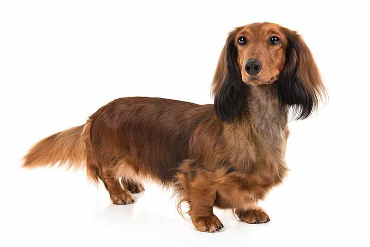 Akc Dachshund